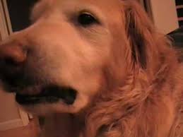 Funny golden retriever, he angry me, #barking ,, #goldenretriever. Angry Golden Retriever Youtube