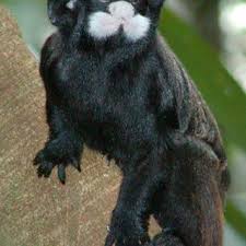 Moustached Tamarins Saguinus Mystax Were The Fo Cal Species Of The Download Scientific Diagram Study @ bpp learning media. moustached tamarins saguinus mystax