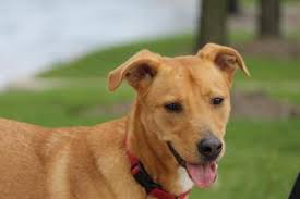 Images Puppyfinder Com Adinforgarc 4 C C 4ccfcd