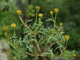 Image result for Chrysanthellum