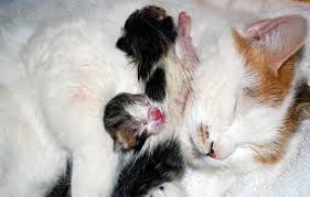 How Do I Know When My Cat Will Give Birth Paws And Effect Cat Birth Pregnant Cat Cats