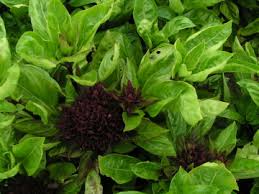 Image result for Ocimum natalense