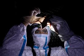 Its genus includes four other megabat species in southeast asia, though it's the only one spread across the philippines. Photos Studying Bats With Virus Hunters In The Philippines The Atlantic