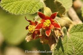 Image result for Grewia microthyrsa