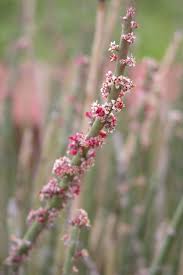 Image result for Euphorbiaceae