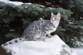 The aforementioned process is an explanation of the natural reason why cats shed hair. Do Bengal Cats Get A Winter Coat