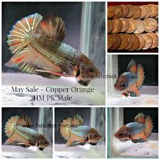 Stunning Halfmoon Plakat Betta Male From Thailand Betta Siamese Fighting Fish Betta Fish