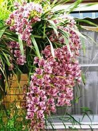 Hanging Orchid Plant Cymbidium Orchids Orchid Plants Beautiful Orchids