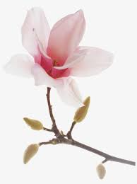 Japanese Drawing Magnolia Chinese Magnolia Transparent Png 1946x2400 Free Download On Nicepng Pngkit selects 112 hd magnolia png images for free download. japanese drawing magnolia chinese