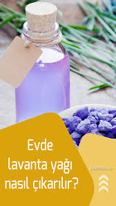 Lavanta Yagi Nasil Elde Edilir Evde Lavanta Yagi Nasil Cikarilir Lavanta Dogal Guzellik Ipuclari Yag