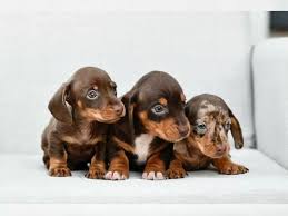 Image result for jezevčík hladkosrstý