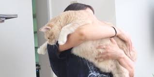 15 Kilo Agirligiyla Hareket Etmekte Bile Zorlanan Sisko Kedi Bronson