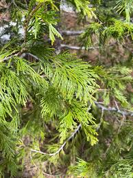 Image result for Calocedrus decurrens