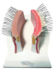 Image result for Blepharis bainesii