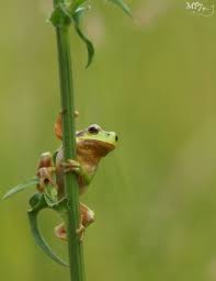Ascent Tree Frog Hyla Arborea Tree Frogs Cute Frogs Frog And Toad