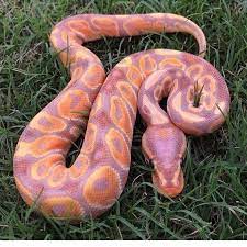 17 Hypnotically Colorful And Ridiculously Good Looking Snakes Amphibians Amphibians Snake Photos Pretty Snakes Pet Snake