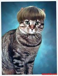 See christmas funny cat stock video clips. Pin On Cute Cats And Kittens