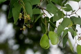 Image result for Colophospermum