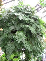 Last updated december 18, 2019. Davallia Fejeensis Wikipedia