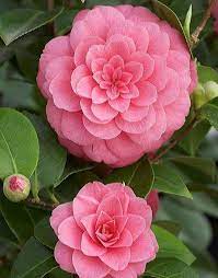 Camellia Japonica Mrs Tingley U S 1948 Flower Aesthetic Rare Flowers Beautiful Flowers