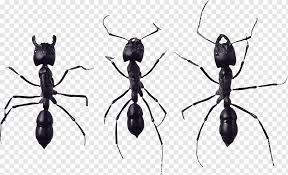 Over the years our experience with termites and carpenter. Ant Icon Wiki Ant Image File Formats Insects Pest Control Png Pngwing