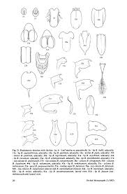 Image result for Bulbophyllum expallidum