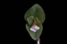 Image result for Vandellia subracemosa