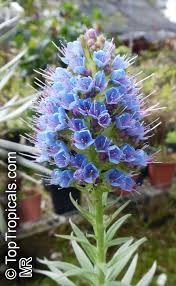 Image result for Exochaenium exiguum