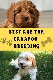 Check spelling or type a new query. Best Age To Breed A Cavapoo Labradoodle Home