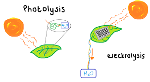 Image result for photolysis of water in photosynthesis