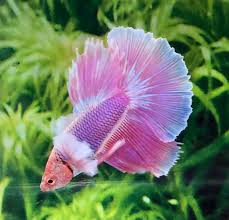 Finding The Best Betta Fish Food For Your Betta Fish Betta Fish Care Betta Fish Types Betta Fish Care Betta Fish