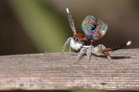 Bold jumping spiders (phidippus audax) a great option for beginners. Our Venomous Neighbours