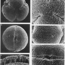 Image result for Otiophora lebruniana