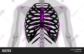 Interactive tutorials about the ribs and sternum bones, with labeled images and diagrams featuring the beautiful illustrations of getbodysmart. Human Skeleton Anatomy Image Photo Free Trial Bigstock