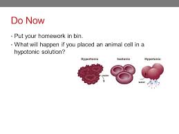 Check spelling or type a new query. Do Now Put Your Homework In Bin What Will Happen If You Placed An Animal Cell In A Hypotonic Solution Ppt Download