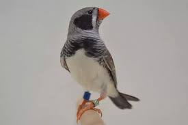 Black Cheek Zebras Pet Birds Zebra Finch
