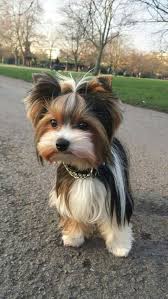 Cute Dog Yorkshireterrier Yorkshire Terrier Top Dog Breeds Biewer Yorkie