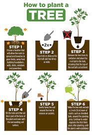 The Best Way To Plant A Tree Gardening Techniques Survival Gardening Plants