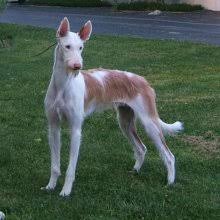 Ibizan hounds are clownish, engaging, and intelligent. Puppyfind Ibizan Hound Puppies For Sale