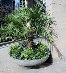 The lady palm began its 'career' as an indoor plant in feudal japan when it was very popular in tokugawa shogunate palaces. Growing Mexican Fan Palm Trees Cumber S Corner
