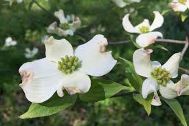 Maybe you would like to learn more about one of these? Why You Should Choose A Native Tree Nashville Tree Conservation Corps