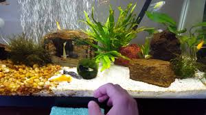 Another efficient way that will help to get rid of algae hair is by the help of algae eaters. Prevent Remove Get Rid Of Brown Algae In Your Aquarium For Good