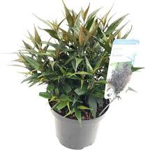 Image result for Strobilanthes anisophylla
