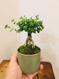 Image result for Premna senensis