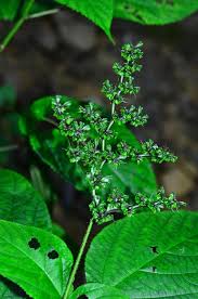 Image result for Laportea ovalifolia