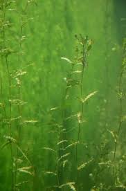 Image result for Potamogeton crispus