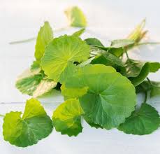 Image result for Centella asiatica