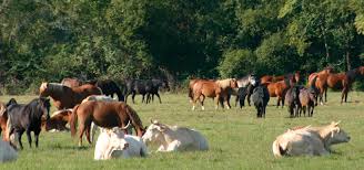 Les chevaux, poneys, anes, mulets, onc. Les Chiffres Sur La Viande Chevaline
