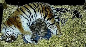 Uzņēmumā flying tiger copenhagen parastām lietām tiek pievienota kāda odziņa. Drei Sibirische Tiger Im Erlebnis Zoo Geboren