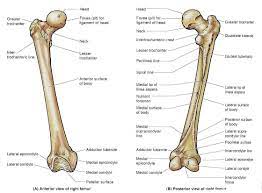 The human knee actually comprises of two joints, the Femur Bone Human Bones Anatomy Basic Anatomy And Physiology Femur Bone